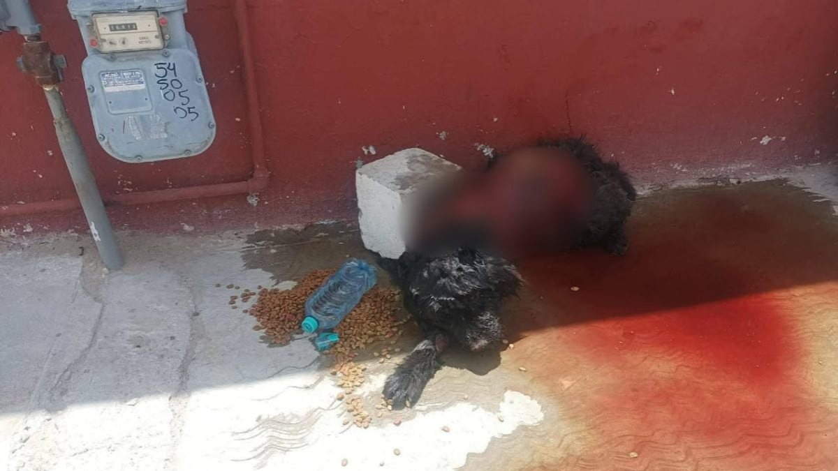 Detienen a presunto responsable de la muerte de perro Chow Chow en Juárez