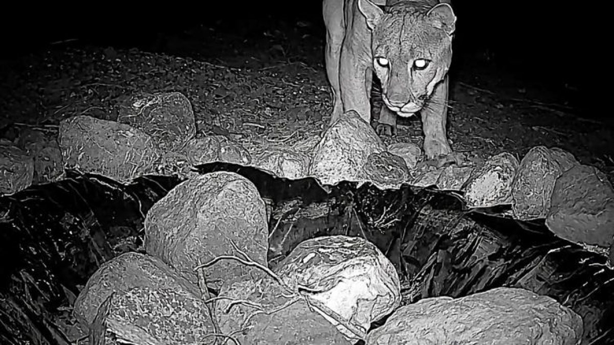Captan a un puma en los Médanos de Samalayuca mediante cámaras trampa