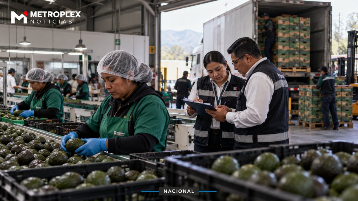 Entra en vigor certificado laboral obligatorio para exportadores de aguacate